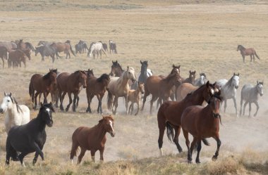 Utah çölünde vahşi bir at sürüsü.