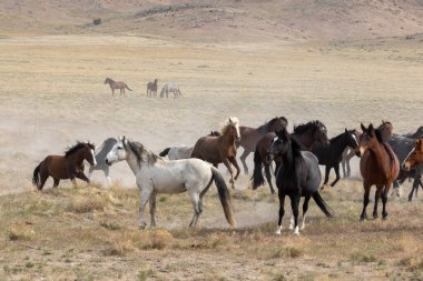 Utah çölünde vahşi bir at sürüsü.