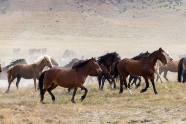 Utah çölünde vahşi bir at sürüsü.