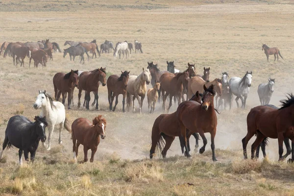 Uma Manada Cavalos Selvagens Deserto Utah — Fotografia de Stock