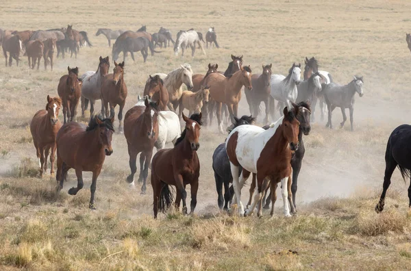 犹他沙漠中的一群野马 — 图库照片