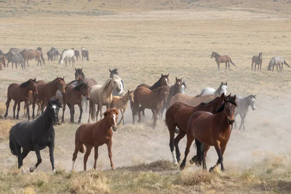 Utah Çölünde Vahşi Bir Sürüsü — Stok fotoğraf