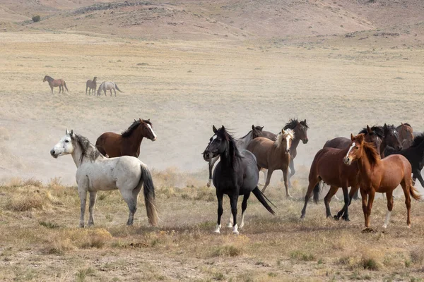 Herd Wild Horses Utah Desert — Stock Photo, Image