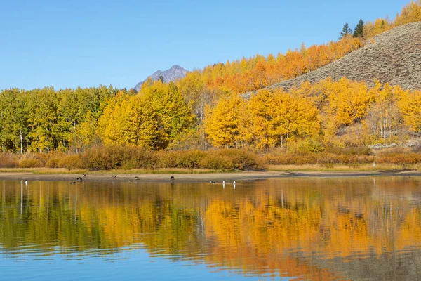 Schilderachtige Herfst Landschap Reflectie Tetons — Stockfoto