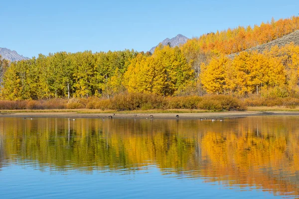 Scenica Riflessione Del Paesaggio Autunnale Nei Tetons — Foto Stock