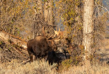 Wyoming 'deki sonbahar monotonluğu sırasında bir boğa shiras geyiği