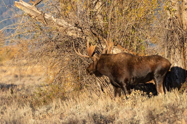 Een Stier Shiras Eland Tijdens Herfst Bronst Wyoming — Stockfoto