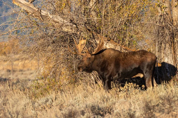 Een Stier Shiras Eland Tijdens Herfst Bronst Wyoming — Stockfoto