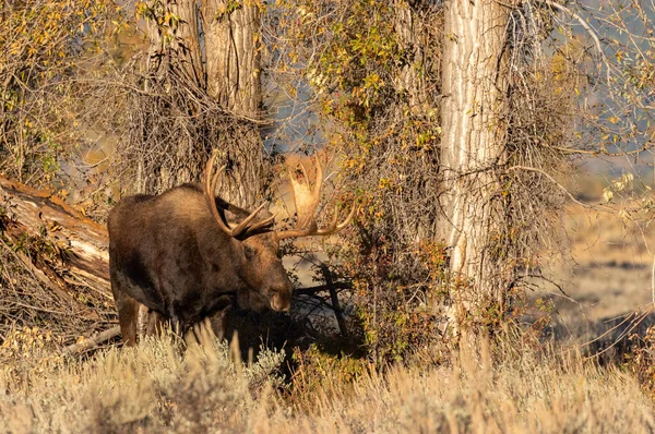 Een Stier Shiras Eland Tijdens Herfst Bronst Wyoming — Stockfoto