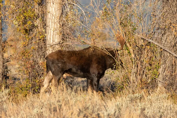 Alce Shiras Touro Durante Rotina Outono Wyoming — Fotografia de Stock