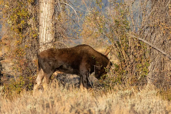 Bull Shiras Moose Fall Rut Wyoming — Stock Photo, Image