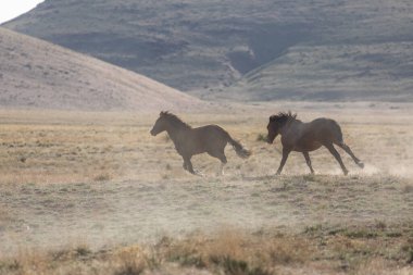 Utah çölünde koşan bir çift vahşi at.