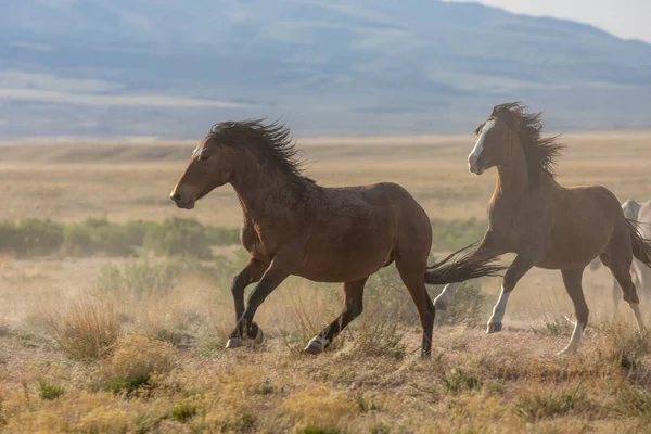ユタ砂漠を走る野生の馬の群れです — ストック写真