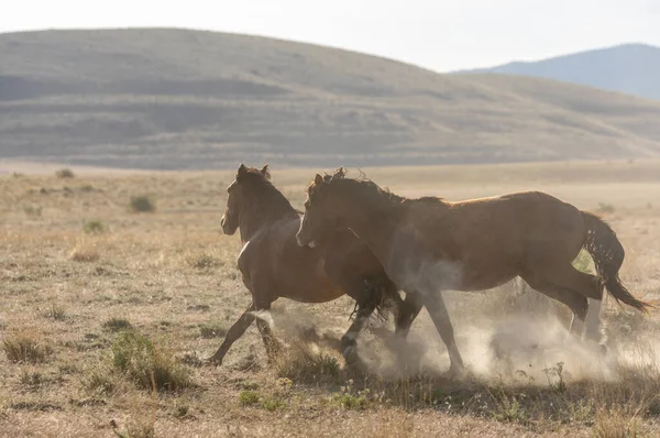 Pair Wild Horse Stallions Running Utah Desert — Stock Photo, Image
