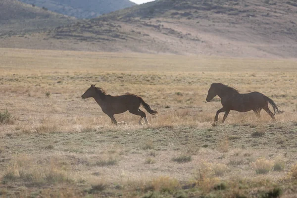Utah Çölünde Koşan Bir Çift Vahşi — Stok fotoğraf