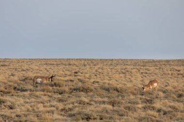 Wyoming 'in kızıl çölünde bir antilop ve dişi geyik.