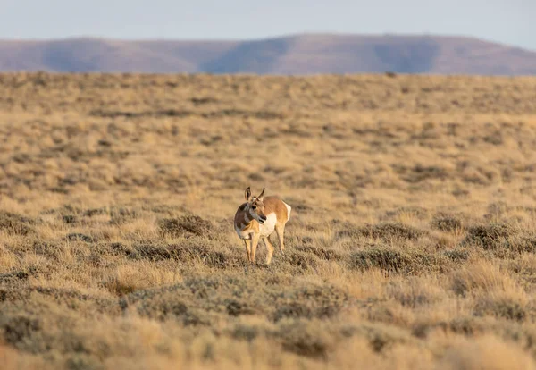 Eine Vorgelagerte Antilope Der Roten Wüste Von Wyoming — Stockfoto