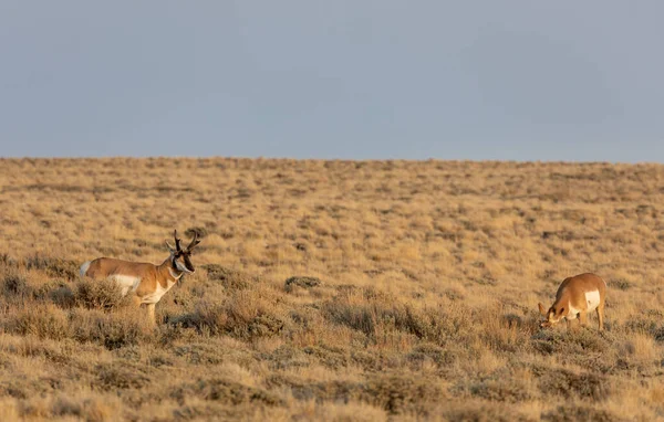 Ein Antilopenbock Und Ein Reh Der Roten Wüste Von Wyoming — Stockfoto