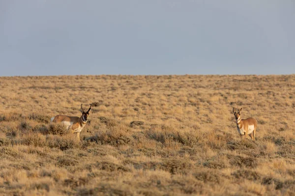 Pronghorn Antilopa Buck Doe Red Desert Wyoming — Stock fotografie