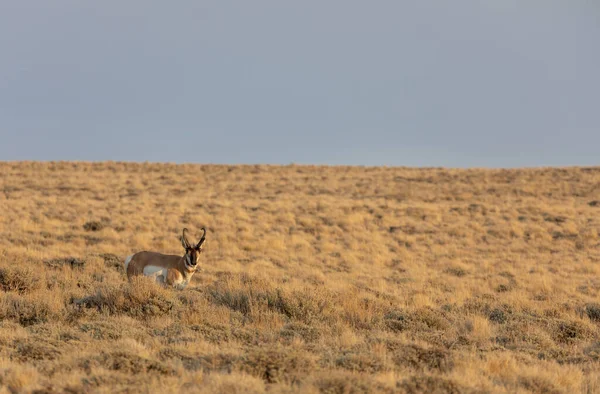 Ciervo Antílope Desierto Rojo Wyoming —  Fotos de Stock