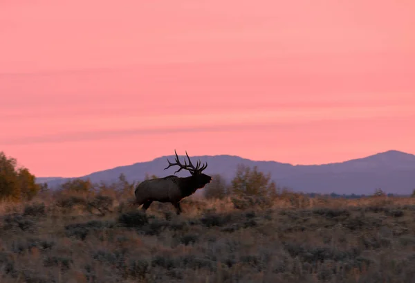 Egy Bika Jávorszarvas Ősszel Napkeltekor Wyomingban — Stock Fotó