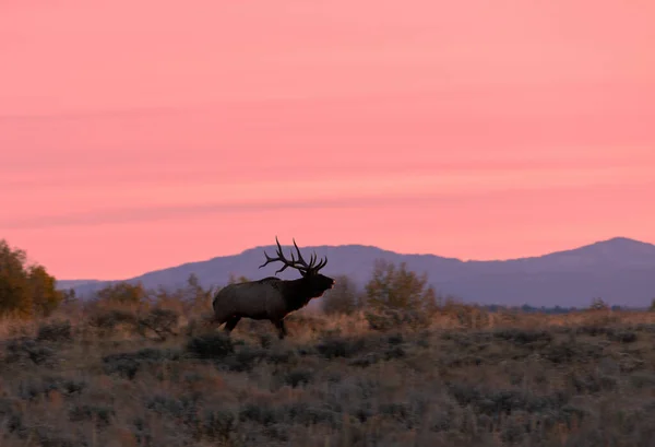 Wapiti Lever Soleil Automne Dans Wyoming — Photo