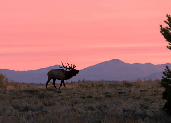 Wapiti Lever Soleil Automne Dans Wyoming — Photo