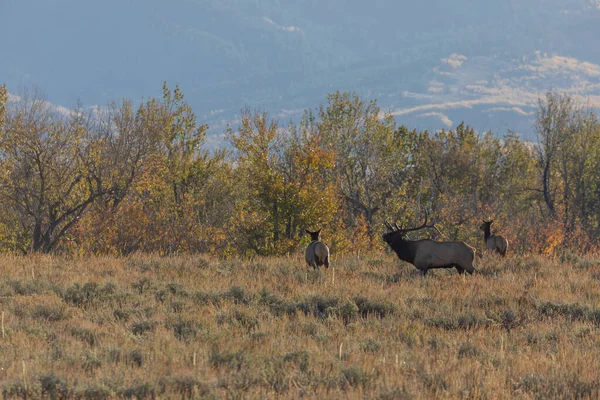 Alce Durante Carreggiata Autunnale Nel Wyoming — Foto Stock