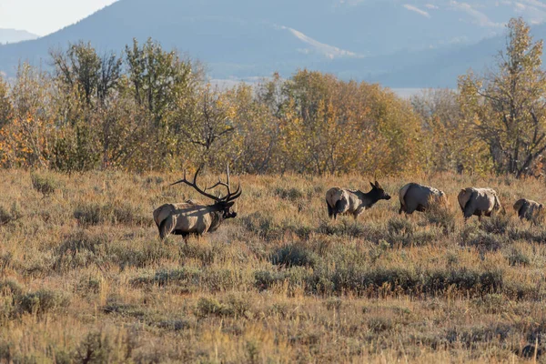 Eland Tijdens Herfstsleur Wyoming — Stockfoto