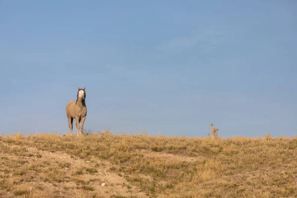 Ein Wildpferd Der Wüste Von Utah Frühling — Stockfoto