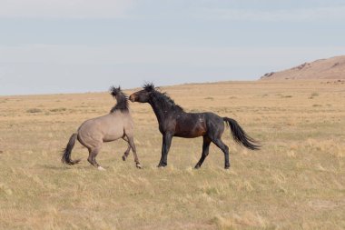 Uta çölünde savaşan bir çift vahşi at.