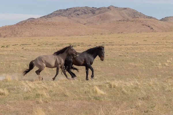 ユタの砂漠で戦う野生の馬の群れのペア — ストック写真