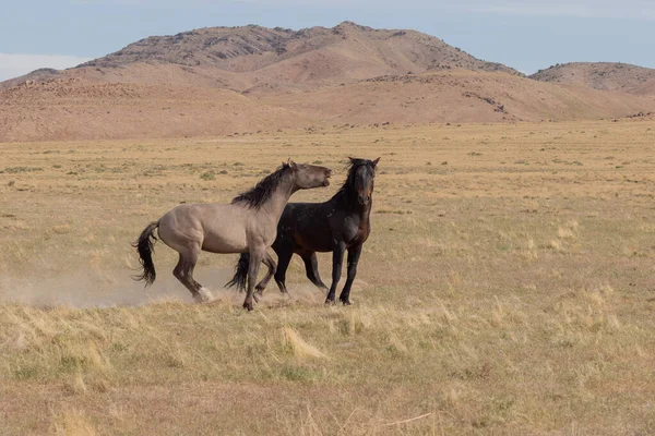 ユタの砂漠で戦う野生の馬の群れのペア — ストック写真