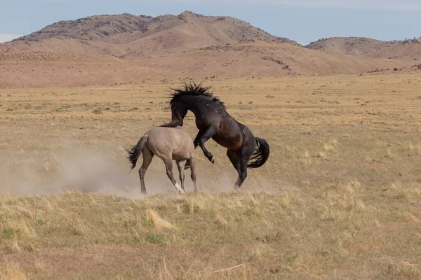 Pair Wild Horse Stallions Fighting Utah Desert — Stock Photo, Image