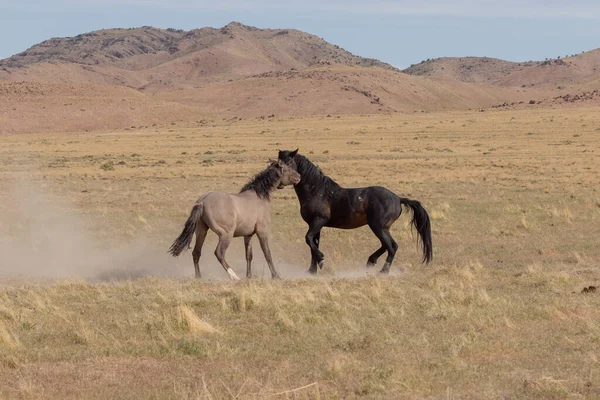 Pair Wild Horse Stallions Fighting Utah Desert — Stock Photo, Image