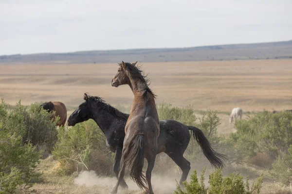 Pair Wild Horse Stallions Fighting Spring Utah Desert — Stock Photo, Image