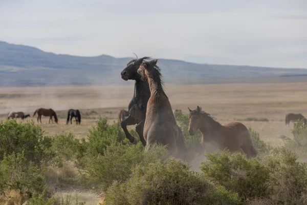 ユタ砂漠で春に戦う野生の馬の群れ — ストック写真