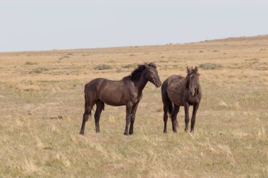 Utah çölünde ilkbaharda vahşi atlar