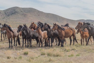 Utah çölünde ilkbaharda vahşi atlar