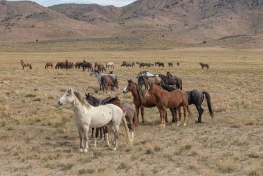 Utah çölünde ilkbaharda vahşi atlar