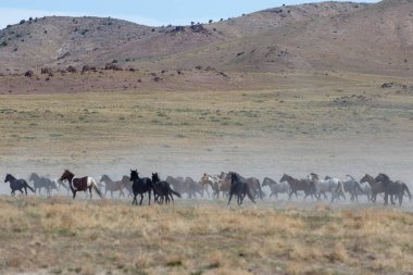 Utah çölünde ilkbaharda vahşi atlar