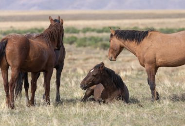 Utah çölünde ilkbaharda vahşi atlar