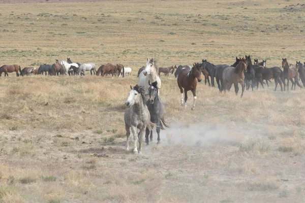 Wildpferde Frühling Der Wüste Von Utah — Stockfoto