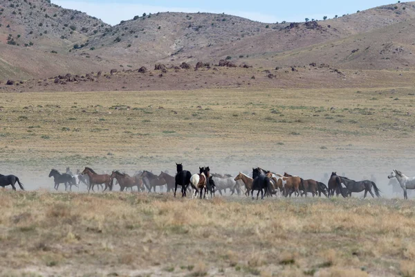 wild horses in spring in the Utah desert