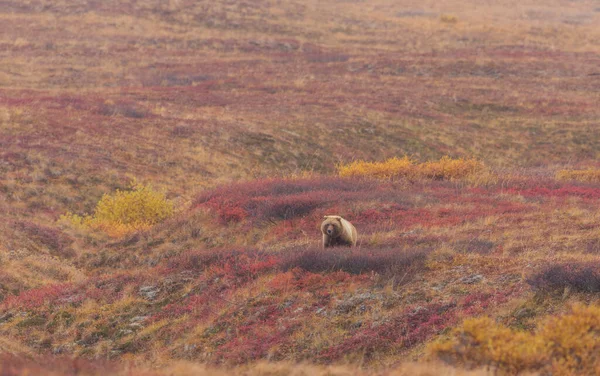 Grizzli Dans Parc National Denali Alaska Automne — Photo