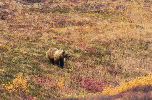 Medvěd Grizzly Národním Parku Denali Aljašce Podzim — Stock fotografie