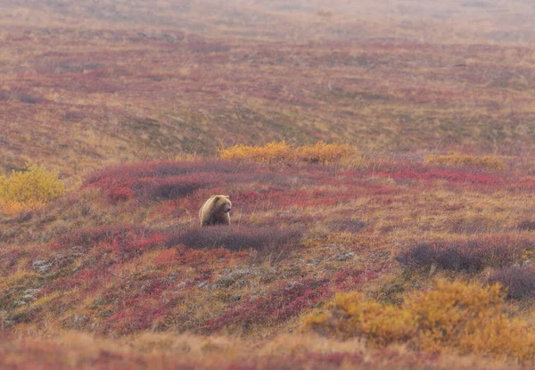 Orso Grizzly Nel Denali National Park Alaska Autunno — Foto Stock