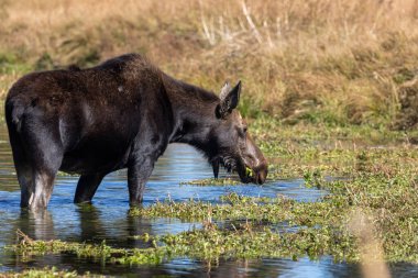 Grand Teton Ulusal Parkı 'nda sonbaharda bir inek şiras geyiği.