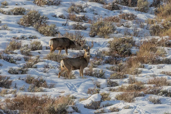 Ein Paar Maultierböcke Winter Wyoming — Stockfoto