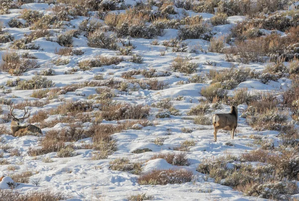 Pair Mule Deer Bucks Winter Wyoming — Stock Photo, Image